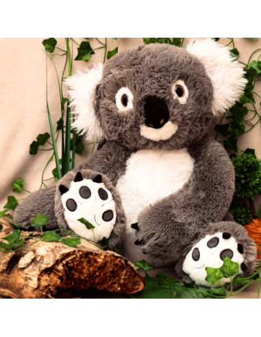 Kiwi Koala
